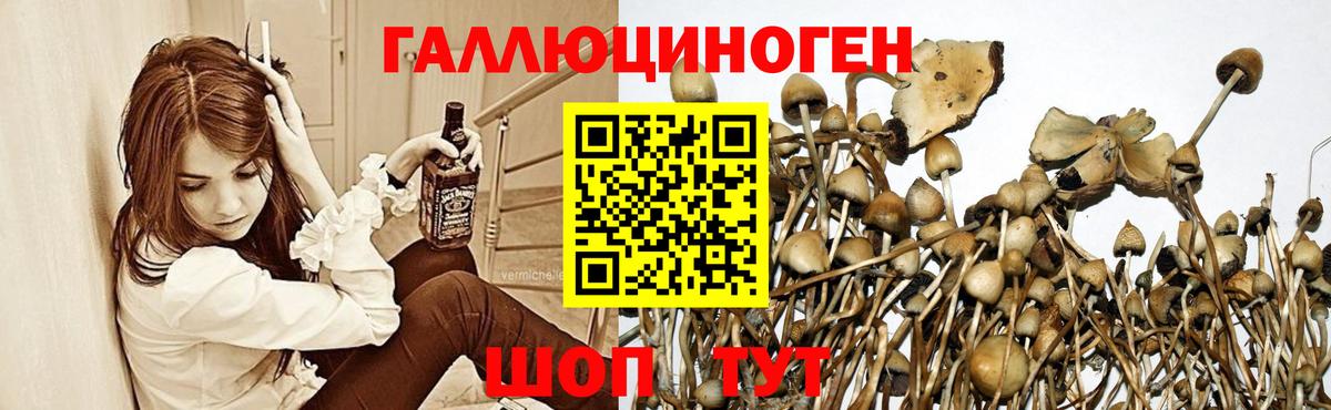 Псилоцибиновые грибы Psilocybe  Галлюциногенные грибы мицелий  Скопин  Вход с VPN 